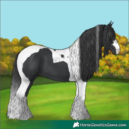 Horse Color:Black Tobiano