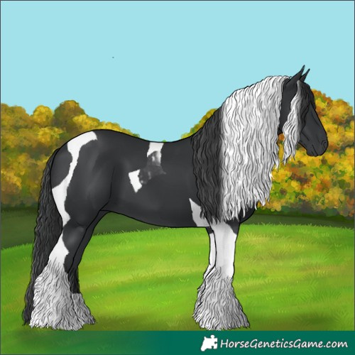 Horse Color:Black Tobiano 