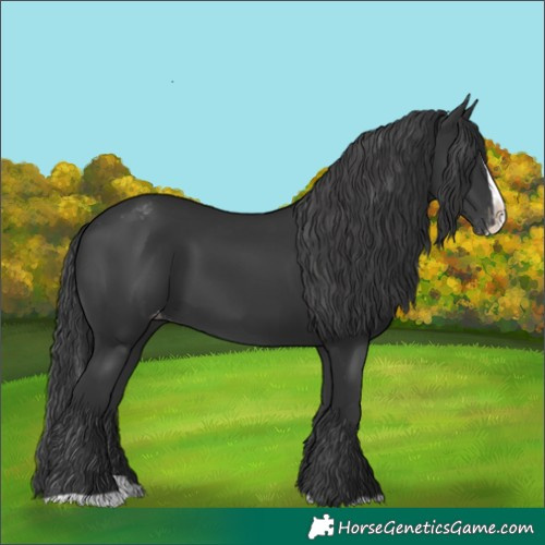 Horse Color:Black Splash Blanket