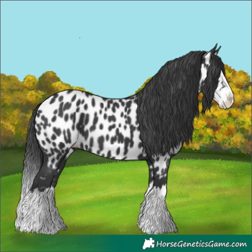 Horse Color:Black Splash Near Leopard 