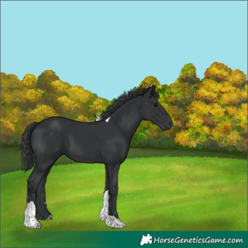 Horse Color:Black Tobiano