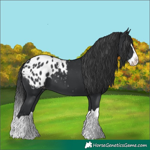 Horse Color:Black Splash Blanket