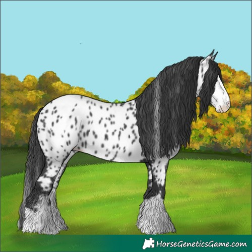 Horse Color:Black Splash Near Leopard