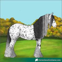 Horse Color:Black Splash Near Leopard