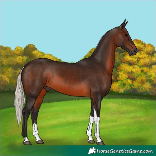 Horse Color:Gray Silver Brown Tobiano 