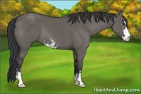 Horse Color:Grullo Sabino