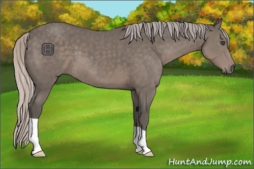 Horse Color:Silver Black 