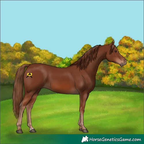 Horse Color:Chestnut 