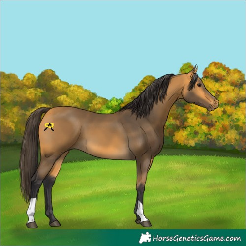 Horse Color:Buckskin 