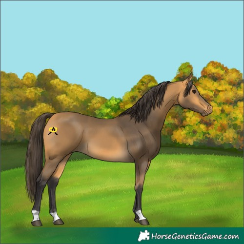 Horse Color:Buckskin 