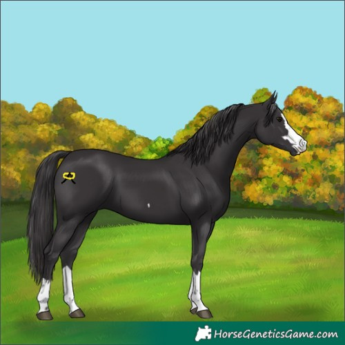 Horse Color:Smoky Black 