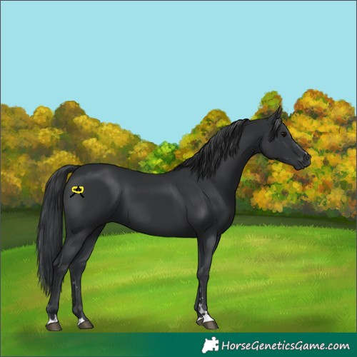 Horse Color:Black 