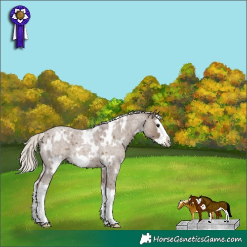 Horse Color:White Spotted Silver Grullo Roan Splash Frame