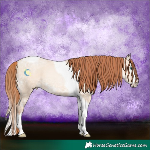 Horse Color:Sable Champagne Ice Pearl Dun Splash Tobiano 