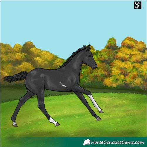 Horse Color:Black Tobiano 