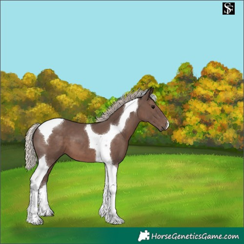 Horse Color:Silver Black Tobiano