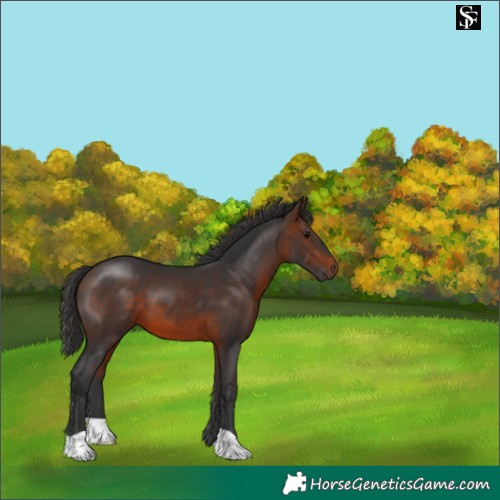 Horse Color:Brown 