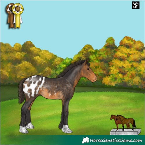 Horse Color:Buckskin Blanket Rabicano 