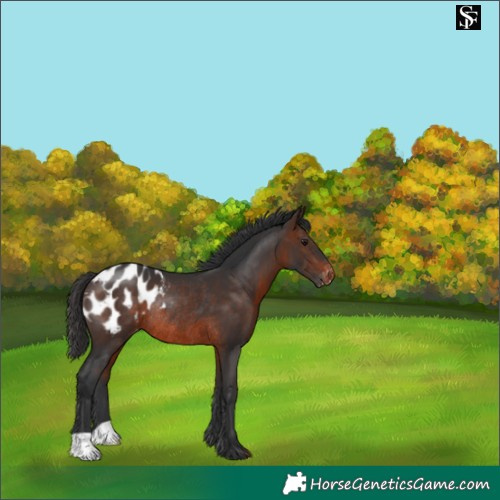Horse Color:Brown Blanket Rabicano 
