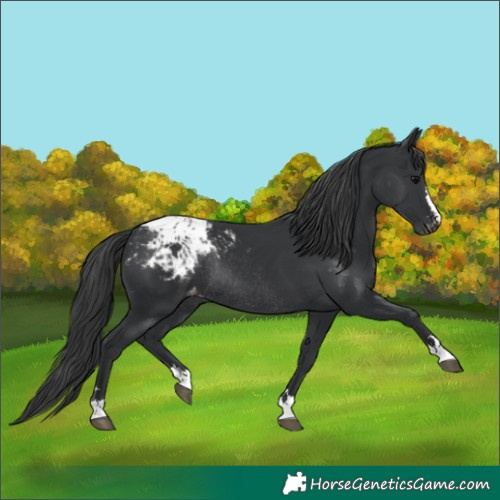 Horse Color:Black Blanket Rabicano 