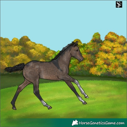 Horse Color:Brown Dun Tobiano 