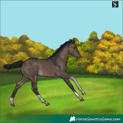 Horse Color:Brown Dun Tobiano 