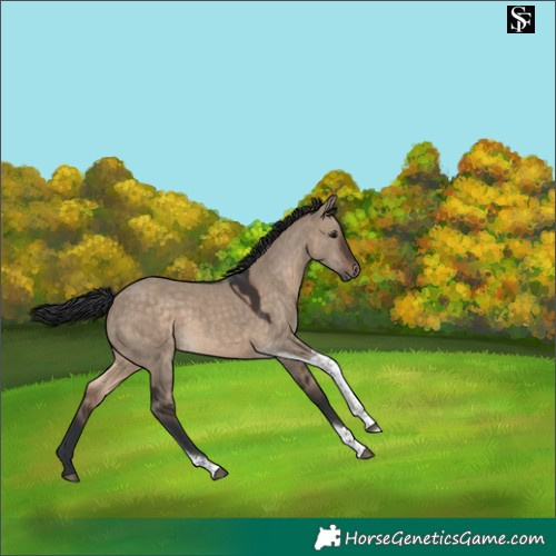 Horse Color:Brown Dun Tobiano