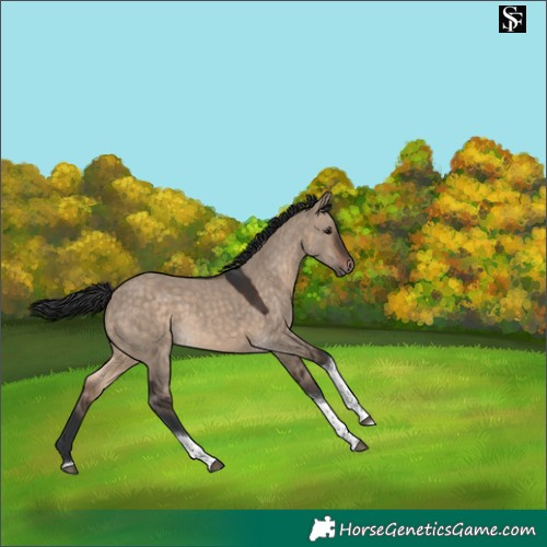 Horse Color:Brown Dun Tobiano 