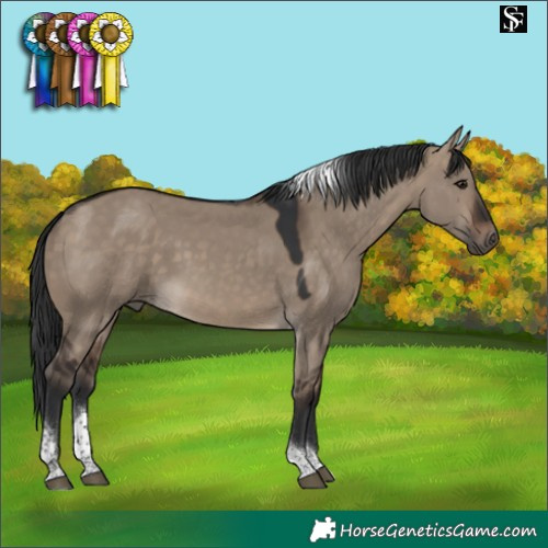 Horse Color:Brown Dun Tobiano