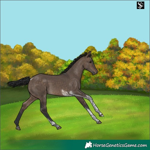 Horse Color:Brown Dun Tobiano 