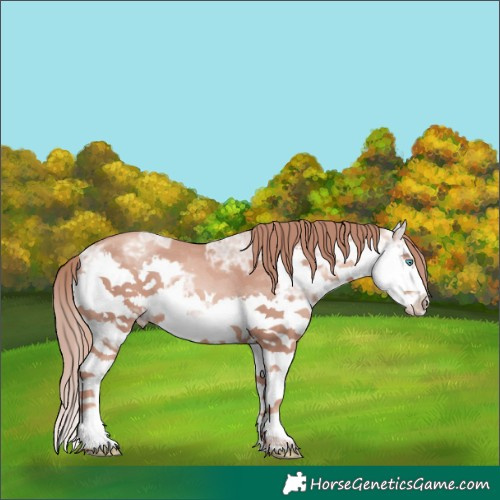 Horse Color:White Spotted Gold Champagne Ice Splash