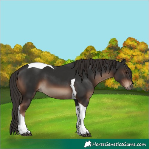 Horse Color:Liver Chestnut Tobiano