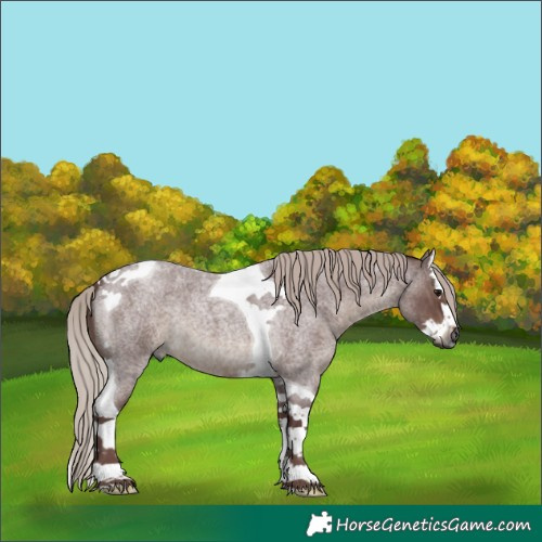 Horse Color:Gray Chocolate Silver Blue Roan Splash Tobiano