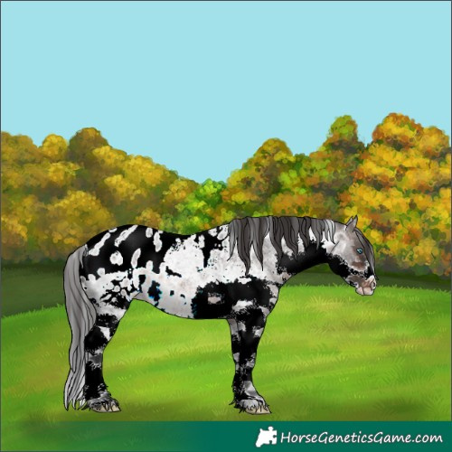 Horse Color:Powder White Brown Ice Roan Splash Skewed LP Spotted