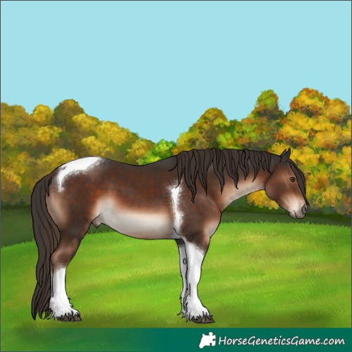 Horse Color:Liver Chestnut Tobiano