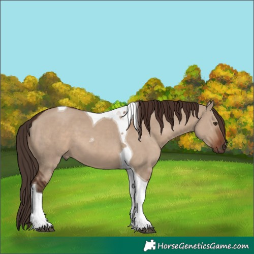 Horse Color:Liver Red Dun Tobiano