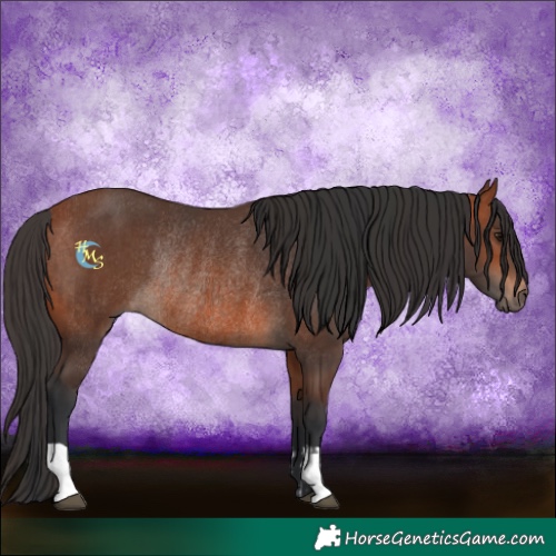 Horse Color:Bay Rabicano and Bay Rabicano