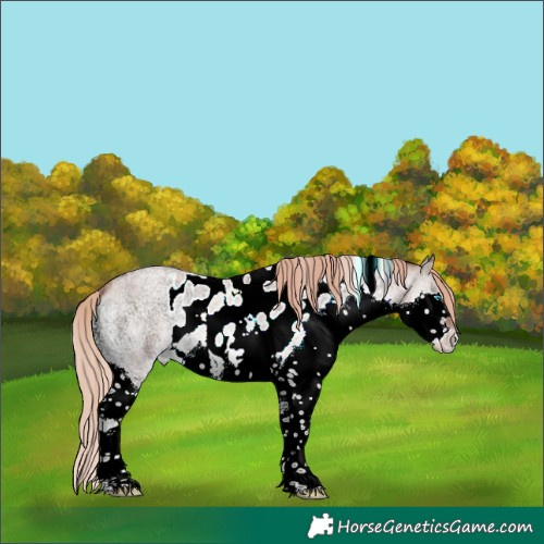 Horse Color:Gold Champagne Ice Roan Onyx Splash Skewed LP Spotted Rabicano 