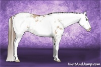Horse Color:Grullo Pearl Sabino