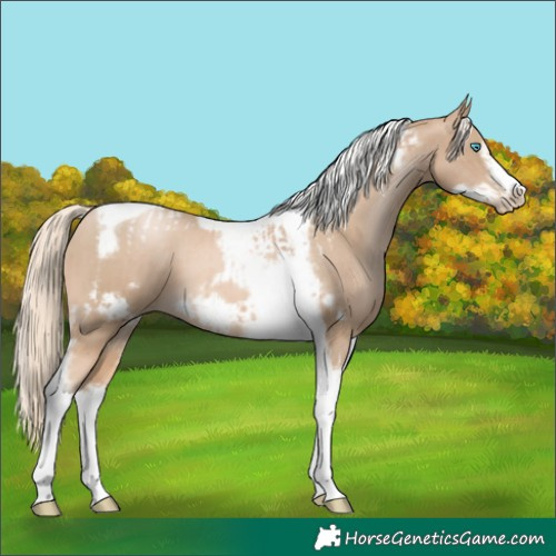 Horse Color:Chocolate Palomino Pearl Tobiano Frame  and Chocolate Palomino Pearl Tobiano Frame 