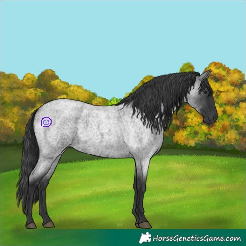 Horse Color:Blue Roan