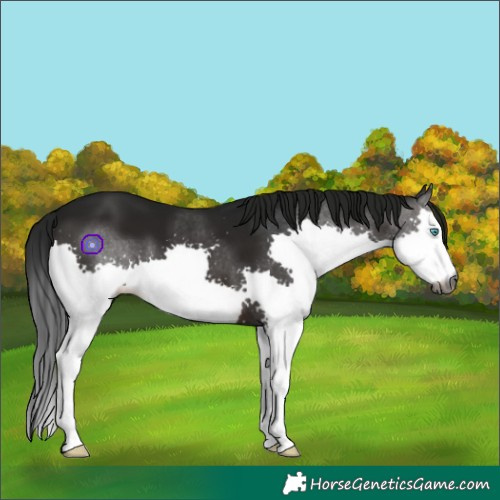 Horse Color:Gray White Spotted Brown Splash