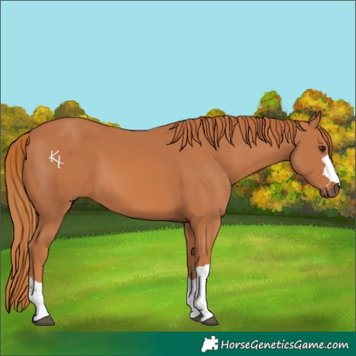 Horse Color:Chestnut 