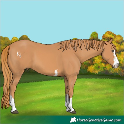 Horse Color:Chestnut 