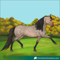 Horse Color:Bay Roan Dun