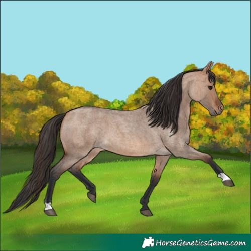 Horse Color:Bay Roan Dun 