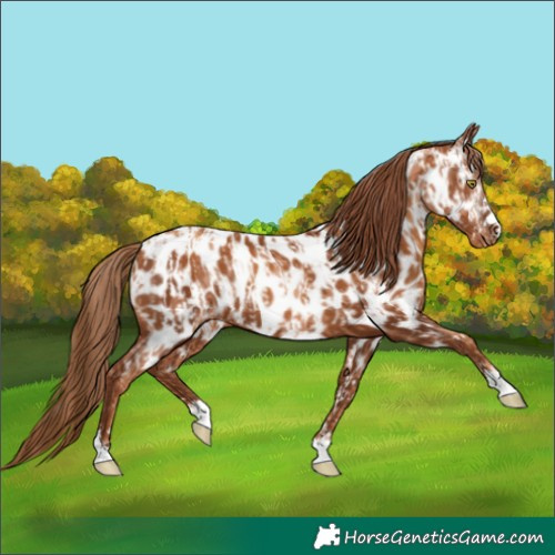 Horse Color:Gold Champagne Near Leopard  and Gray Gold Champagne Near Leopard 