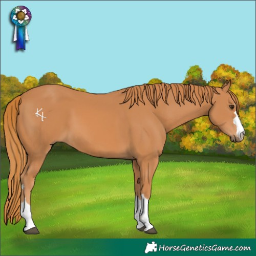 Horse Color:Chestnut 