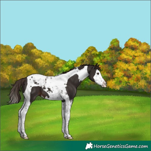 Horse Color:Liver Chestnut Splash Tobiano