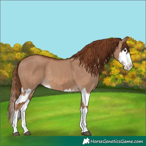 Horse Color:Red Dun Splash  and Red Dun Splash 